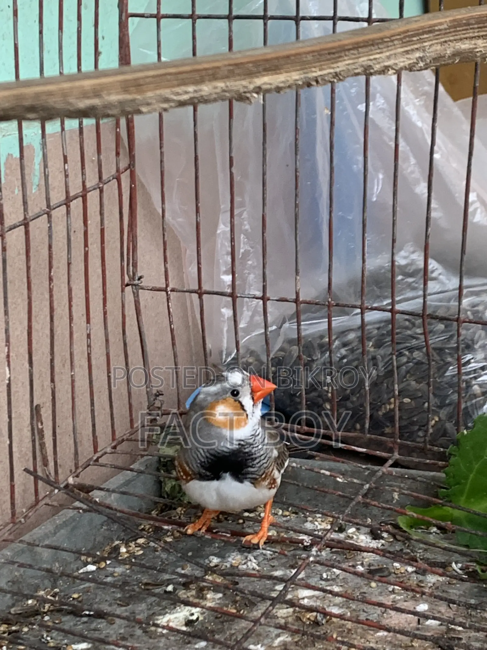 Male Zebra Finch
