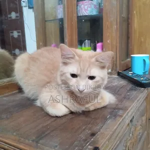৬-১২ মাসের ফিমেল মিক্সড ব্রিড বিড়াল
