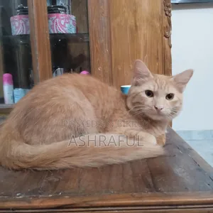 ৬-১২ মাসের ফিমেল মিক্সড ব্রিড বিড়াল