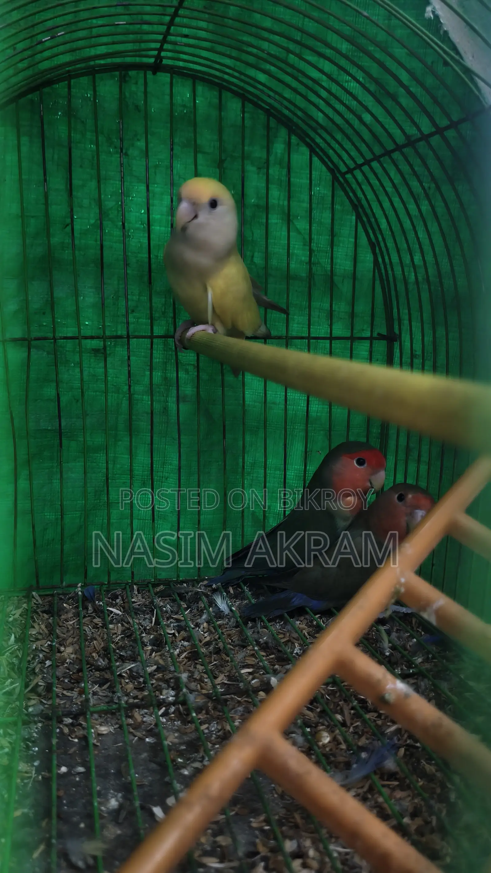 লাভ বার্ড নতুন ঘরের জন্য প্রস্তুত