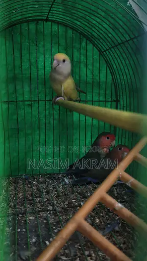 লাভ বার্ড নতুন ঘরের জন্য প্রস্তুত