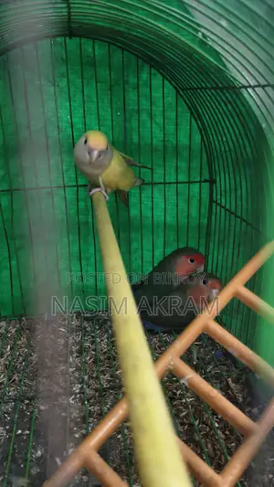 লাভ বার্ড নতুন ঘরের জন্য প্রস্তুত