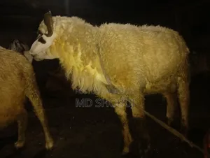 তিনটে ভেড়া বিক্রি হবে দুইটা পাঠি একটা পাঠা দুইটা পাঠিই প্রেগন্যান্ট