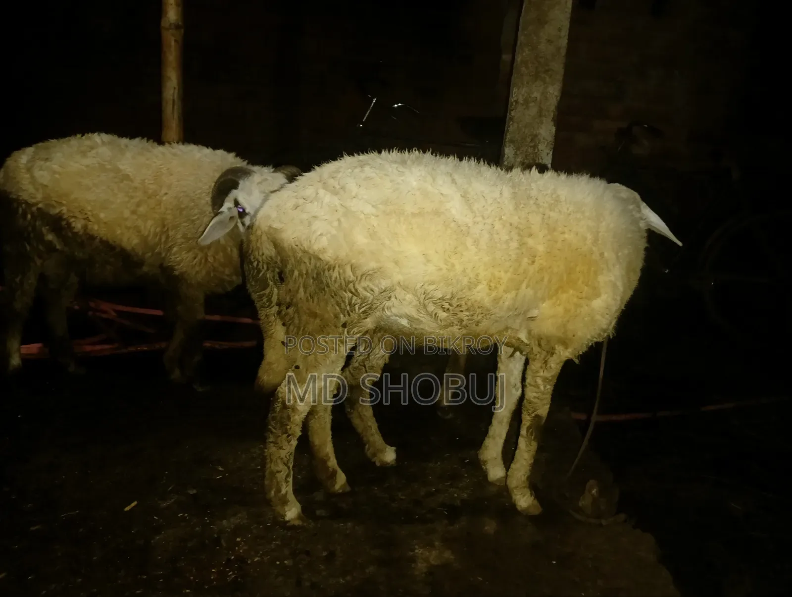 তিনটে ভেড়া বিক্রি হবে দুইটা পাঠি একটা পাঠা দুইটা পাঠিই প্রেগন্যান্ট