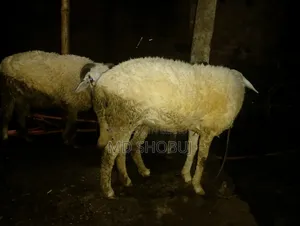 তিনটে ভেড়া বিক্রি হবে দুইটা পাঠি একটা পাঠা দুইটা পাঠিই প্রেগন্যান্ট