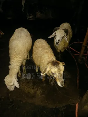 তিনটে ভেড়া বিক্রি হবে দুইটা পাঠি একটা পাঠা দুইটা পাঠিই প্রেগন্যান্ট