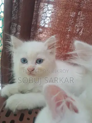 ১-৩ মাস বয়সী স্ত্রী খাঁটি পার্সিয়ান বিড়াল