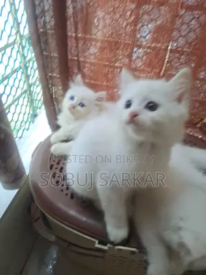 ১-৩ মাস বয়সী স্ত্রী খাঁটি পার্সিয়ান বিড়াল