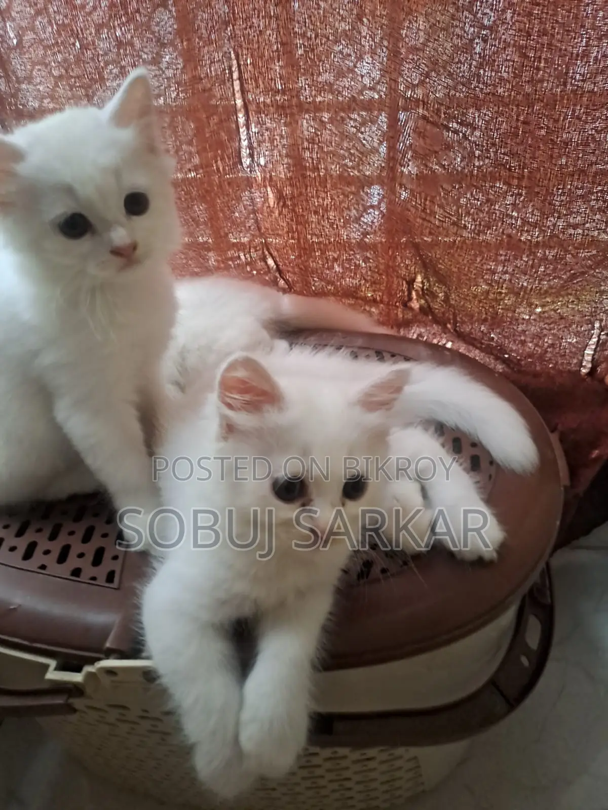 ১-৩ মাস বয়সী স্ত্রী খাঁটি পার্সিয়ান বিড়াল