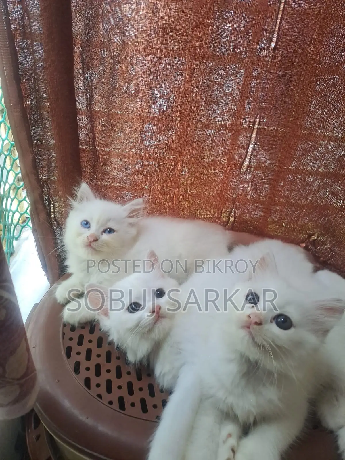 ১-৩ মাস বয়সী স্ত্রী খাঁটি পার্সিয়ান বিড়াল