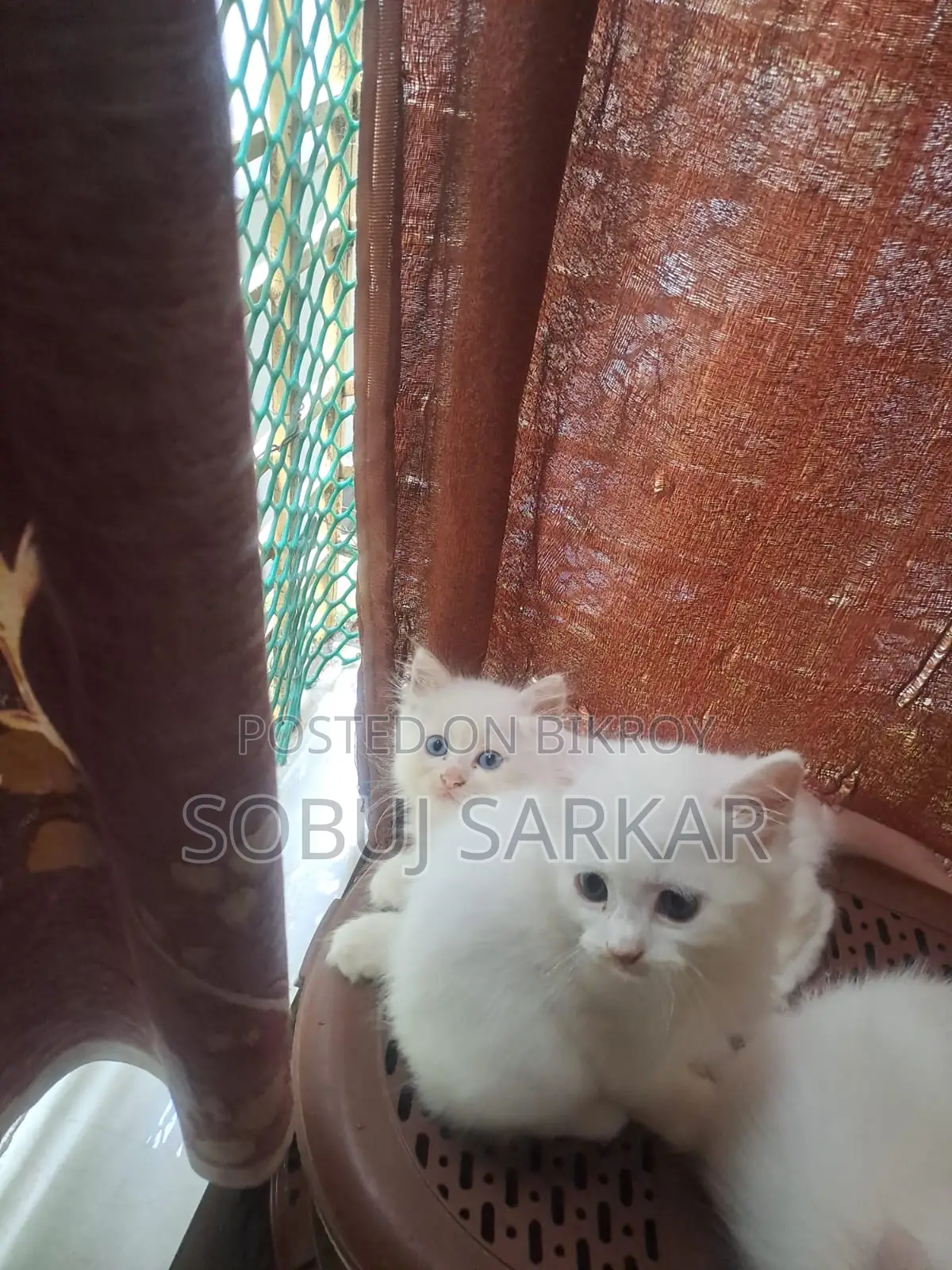 ১-৩ মাস বয়সী স্ত্রী খাঁটি পার্সিয়ান বিড়াল