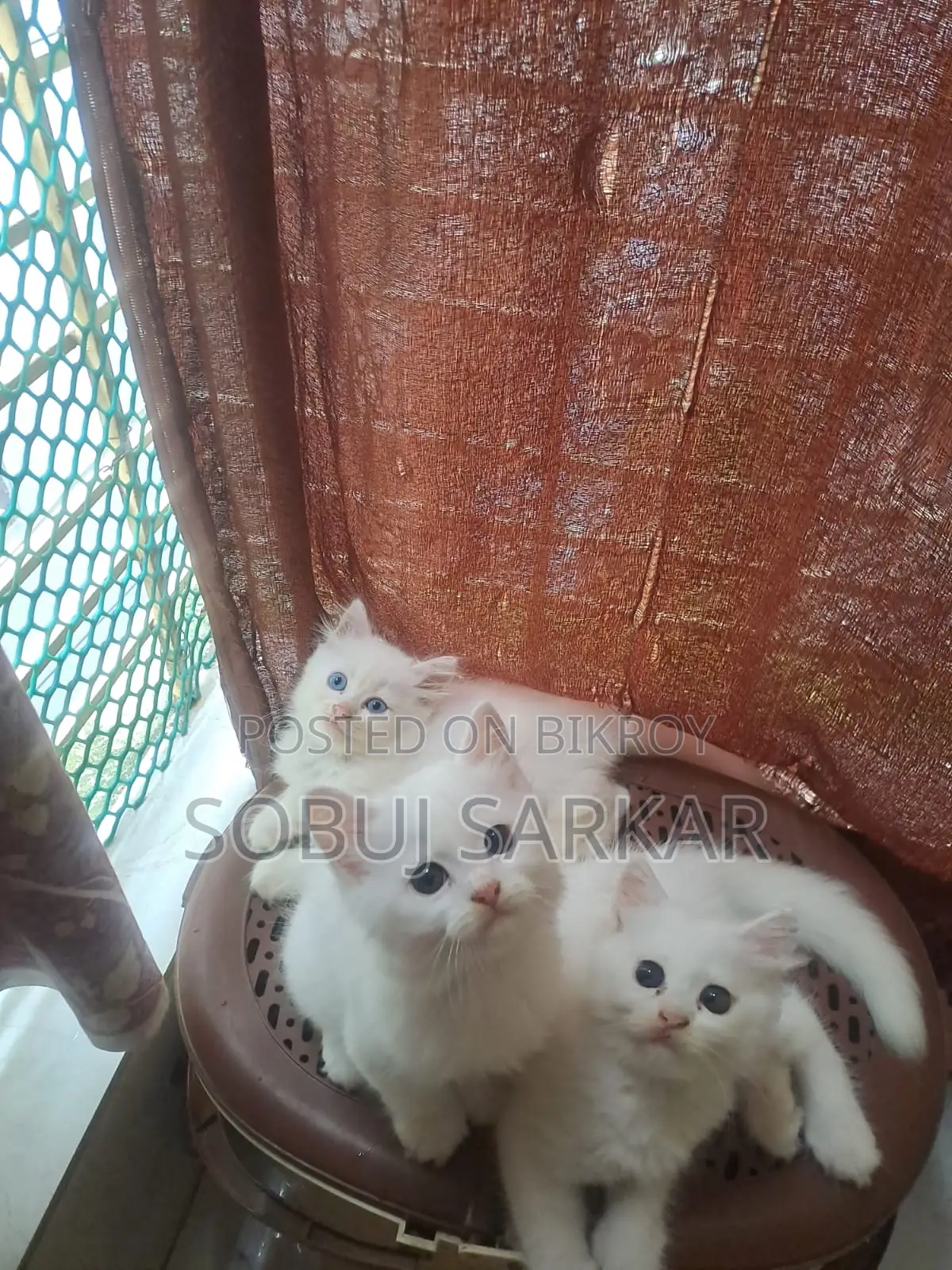 ১-৩ মাস বয়সী স্ত্রী খাঁটি পার্সিয়ান বিড়াল