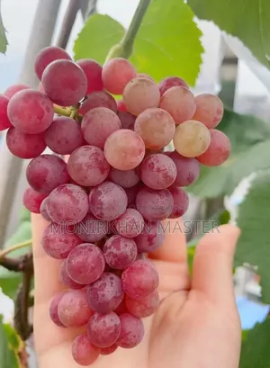 Russian Sweet Grapes