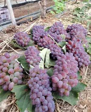 Russian Sweet Grapes