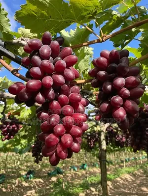 Russian Sweet Grapes