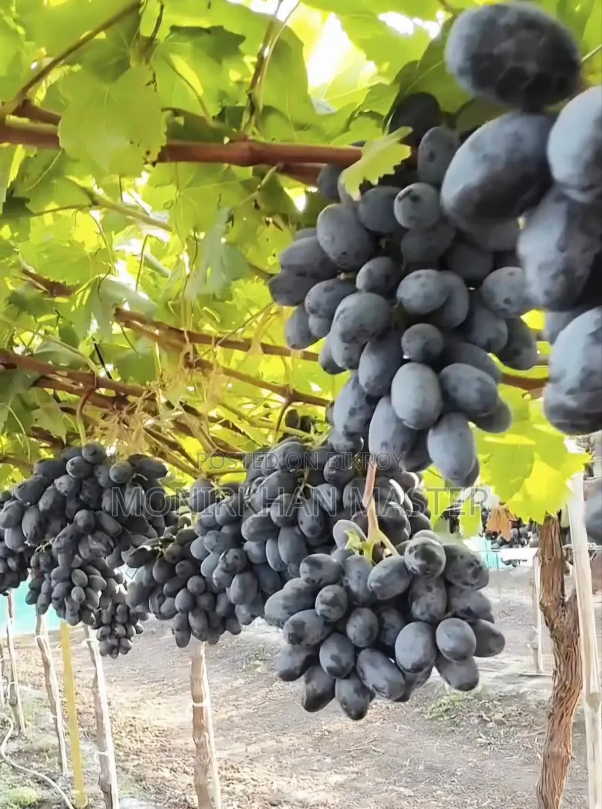 Russian Sweet Grapes