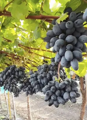 Russian Sweet Grapes