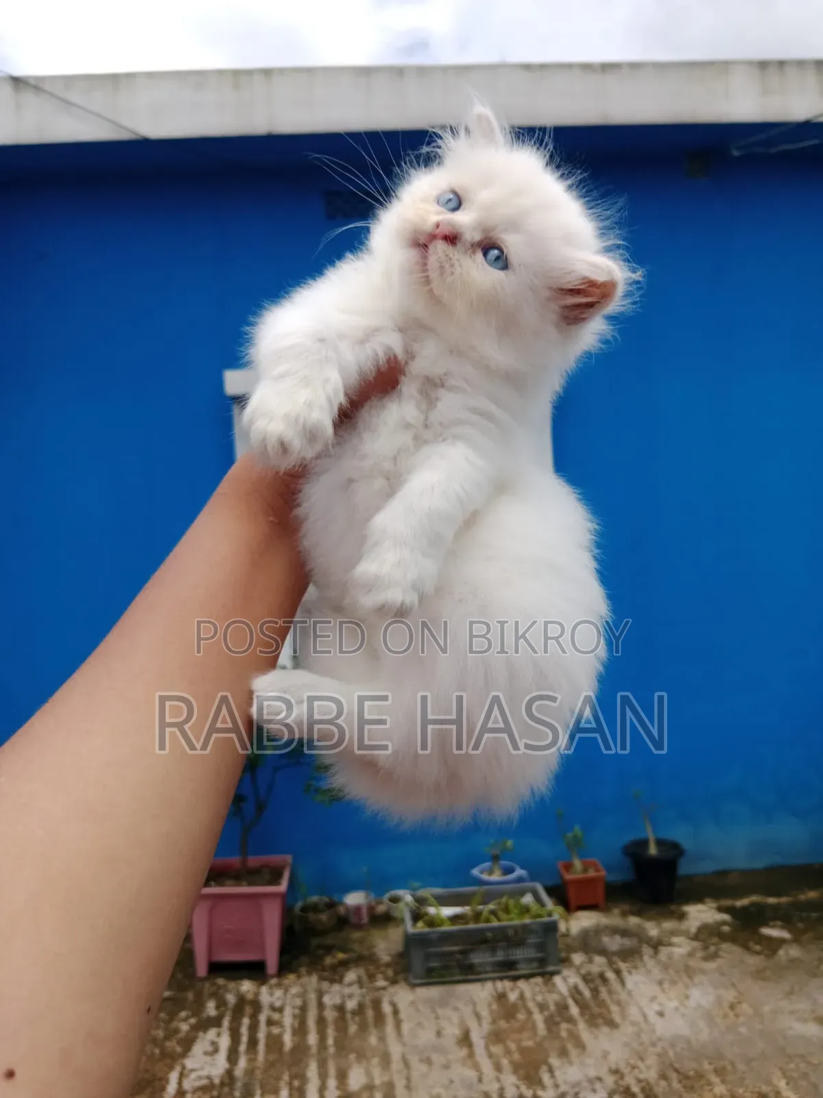 0-1 Month Female Purebred Persian
