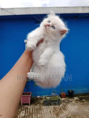 0-1 Month Female Purebred Persian
