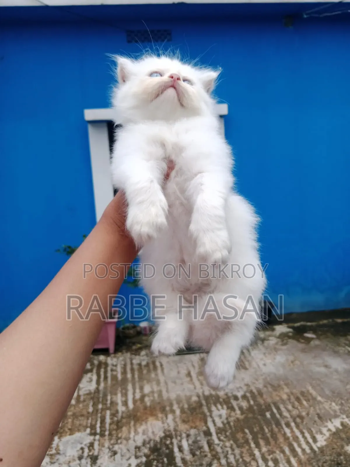 0-1 Month Female Purebred Persian