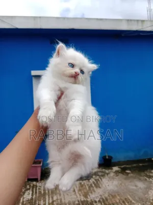 0-1 Month Female Purebred Persian