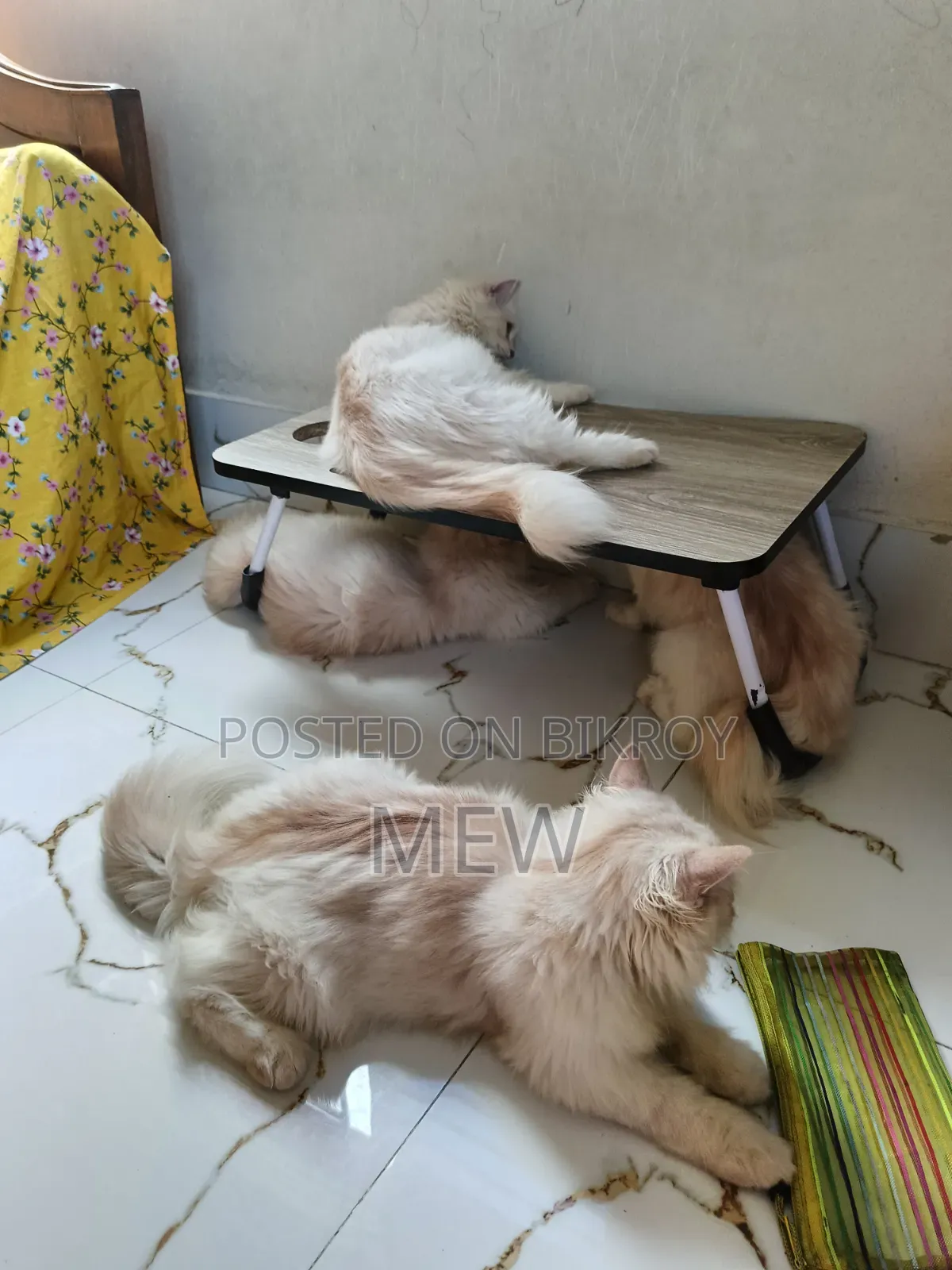 6-12 Months Male Purebred Persian
