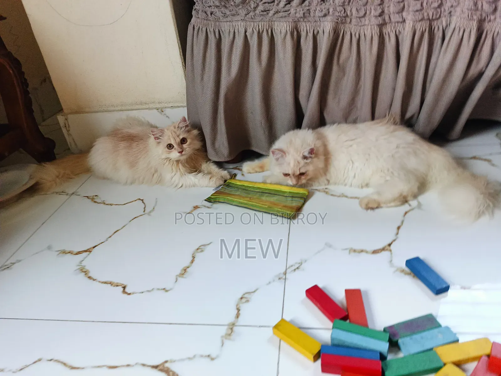 6-12 Months Male Purebred Persian