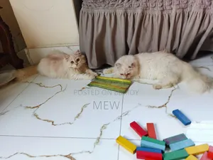 6-12 Months Male Purebred Persian