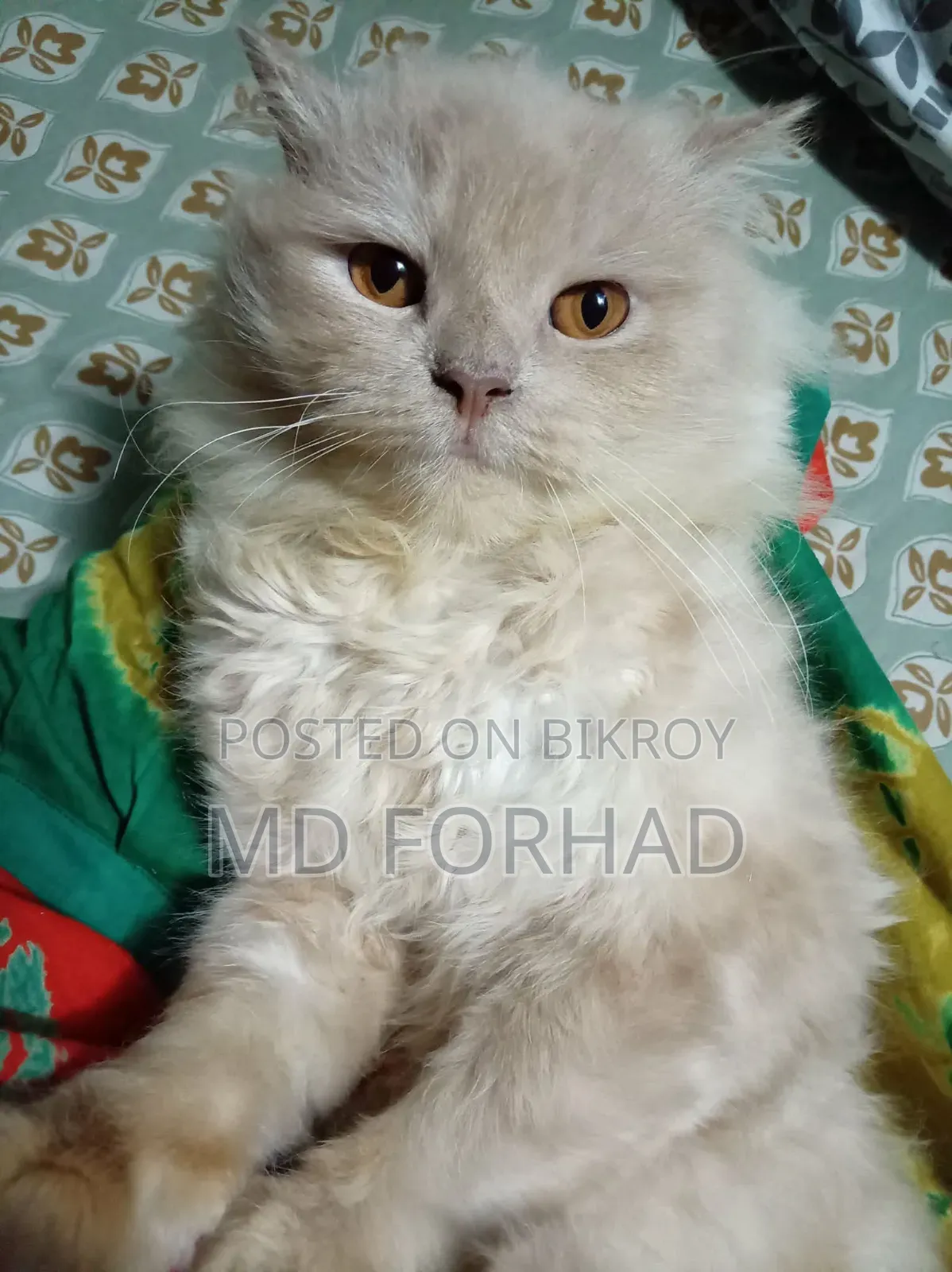 6-12 Months Male Purebred Persian