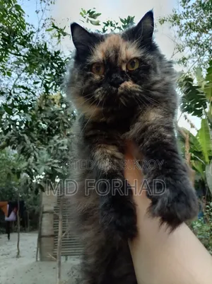 6-12 Months Male Purebred Persian