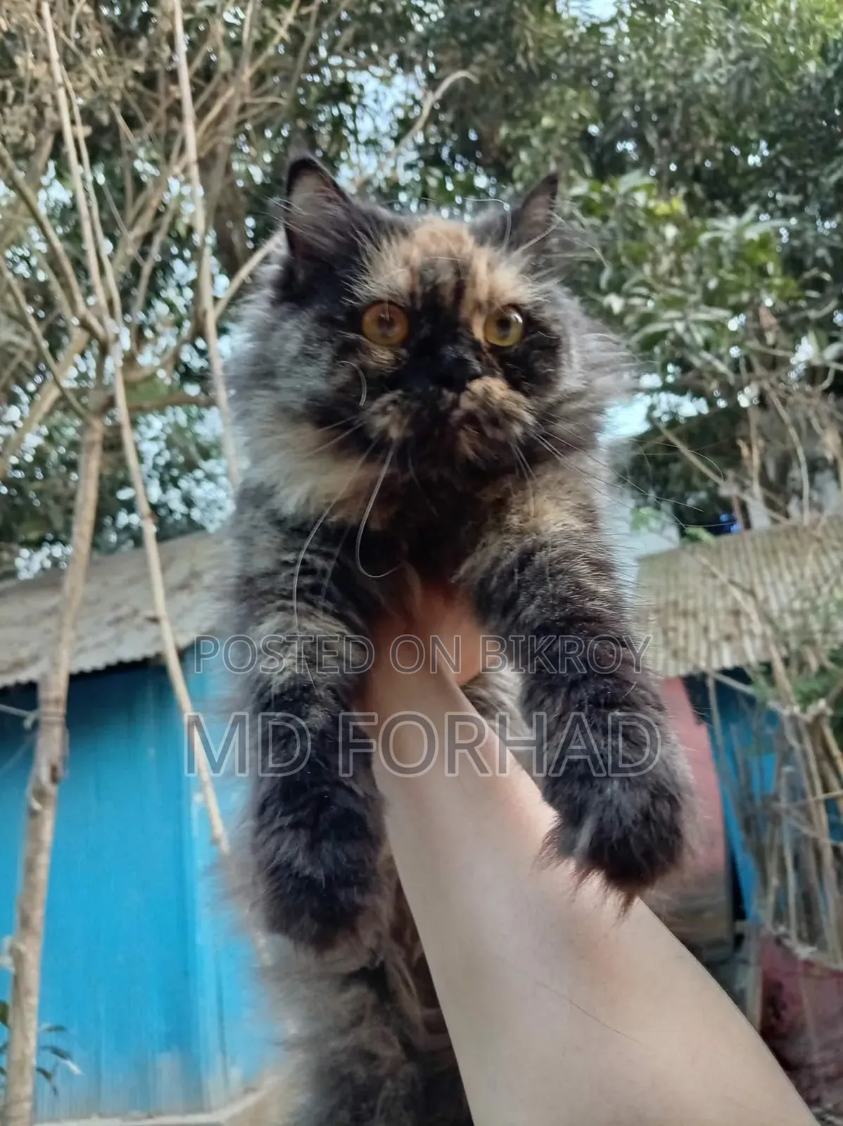 6-12 Months Male Purebred Persian