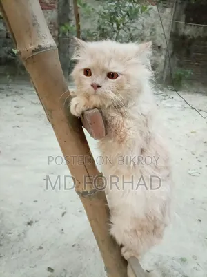 6-12 Months Male Purebred Persian