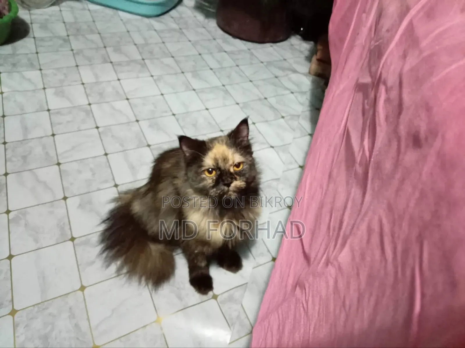 6-12 Months Male Purebred Persian