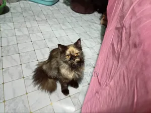 6-12 Months Male Purebred Persian