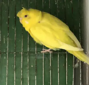 জেপি লুটিনো রেড আই ফিমেল সেল পোস্ট