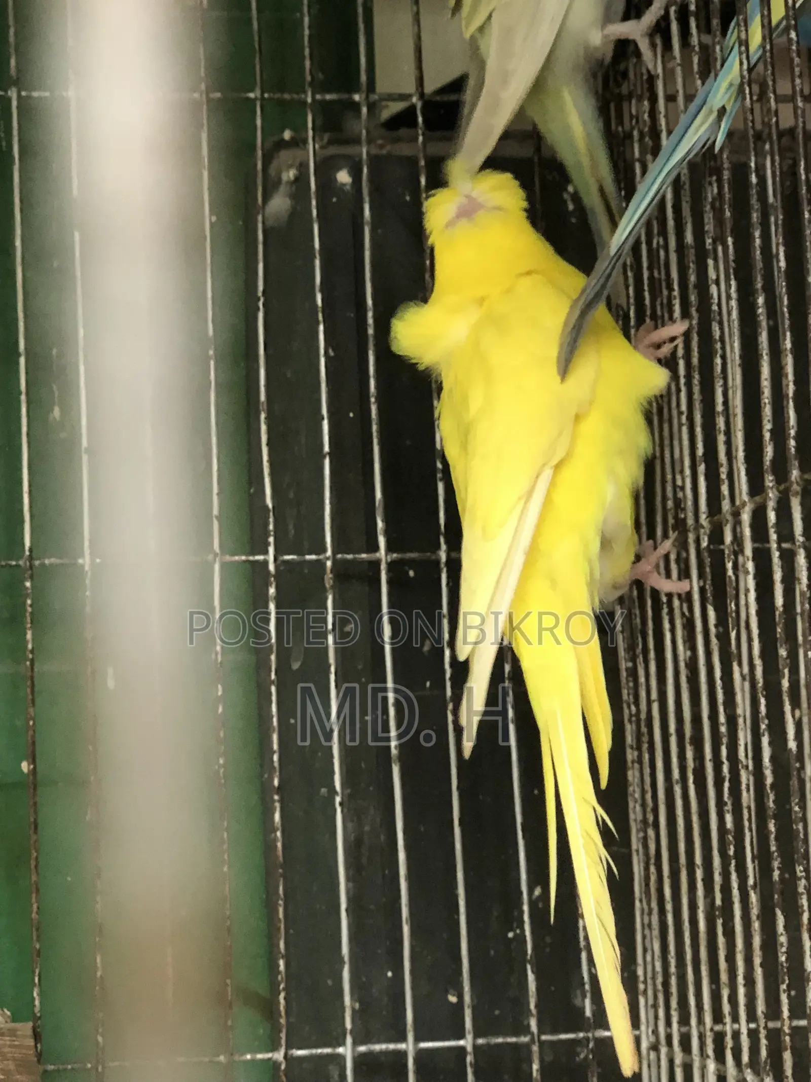 জেপি লুটিনো রেড আই ফিমেল সেল পোস্ট