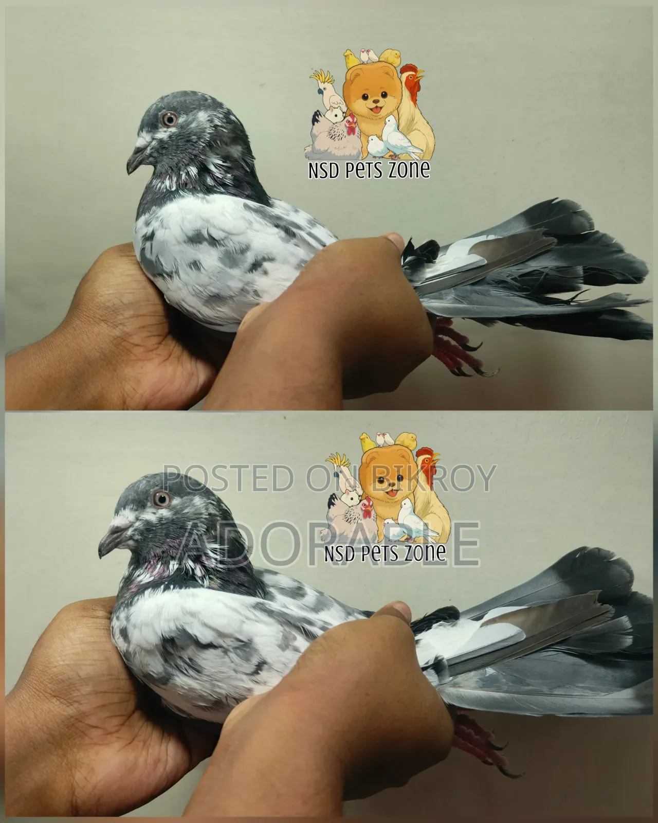 Saf Chila New Adult Pair