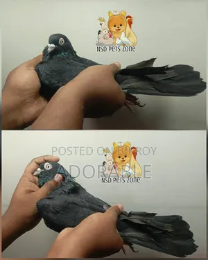 পুরান জাতের ঝাক