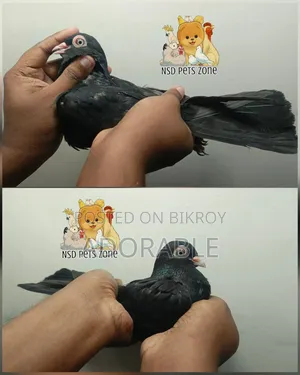 Moyna Jhak