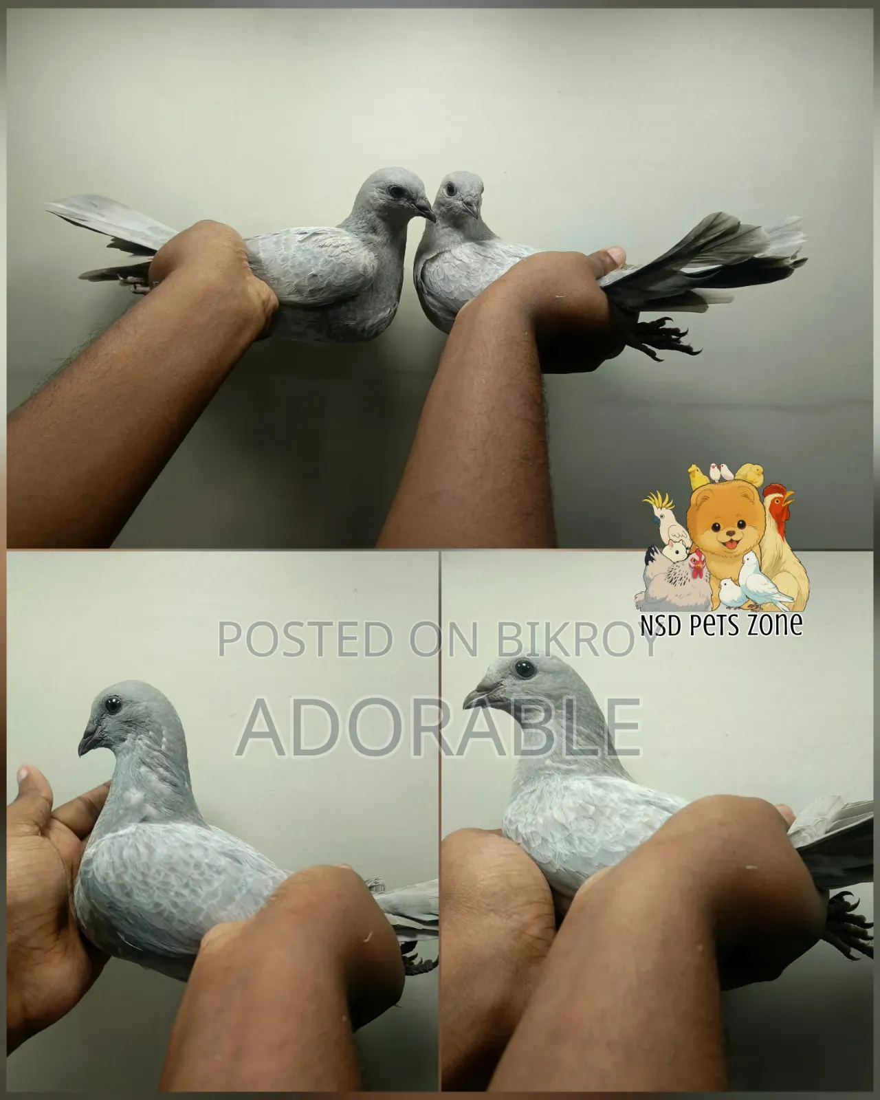 Makra Khaki Pair