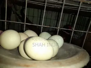 Breeding Egg Pheasant