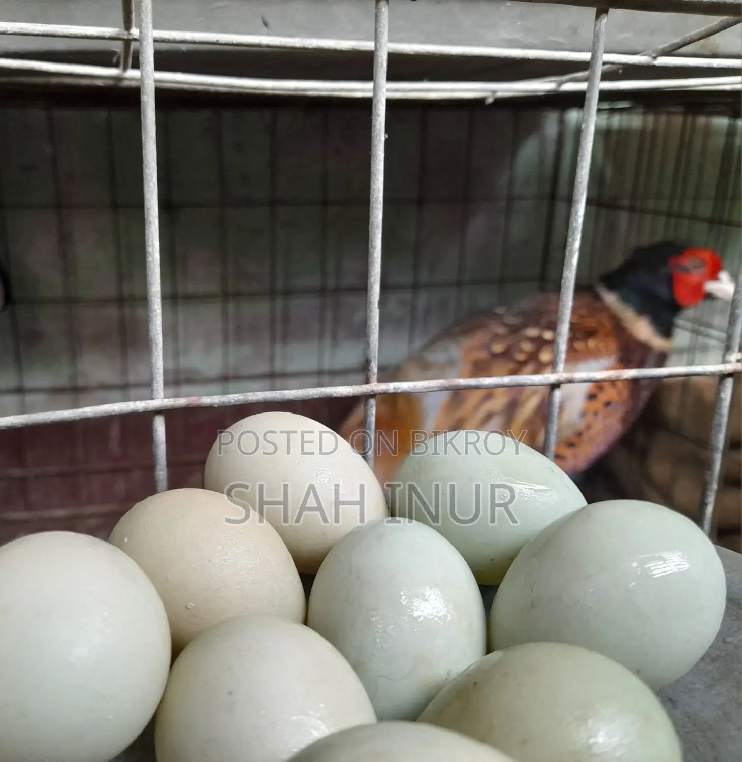 Breeding Egg Pheasant