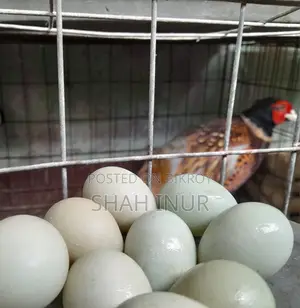 Breeding Egg Pheasant