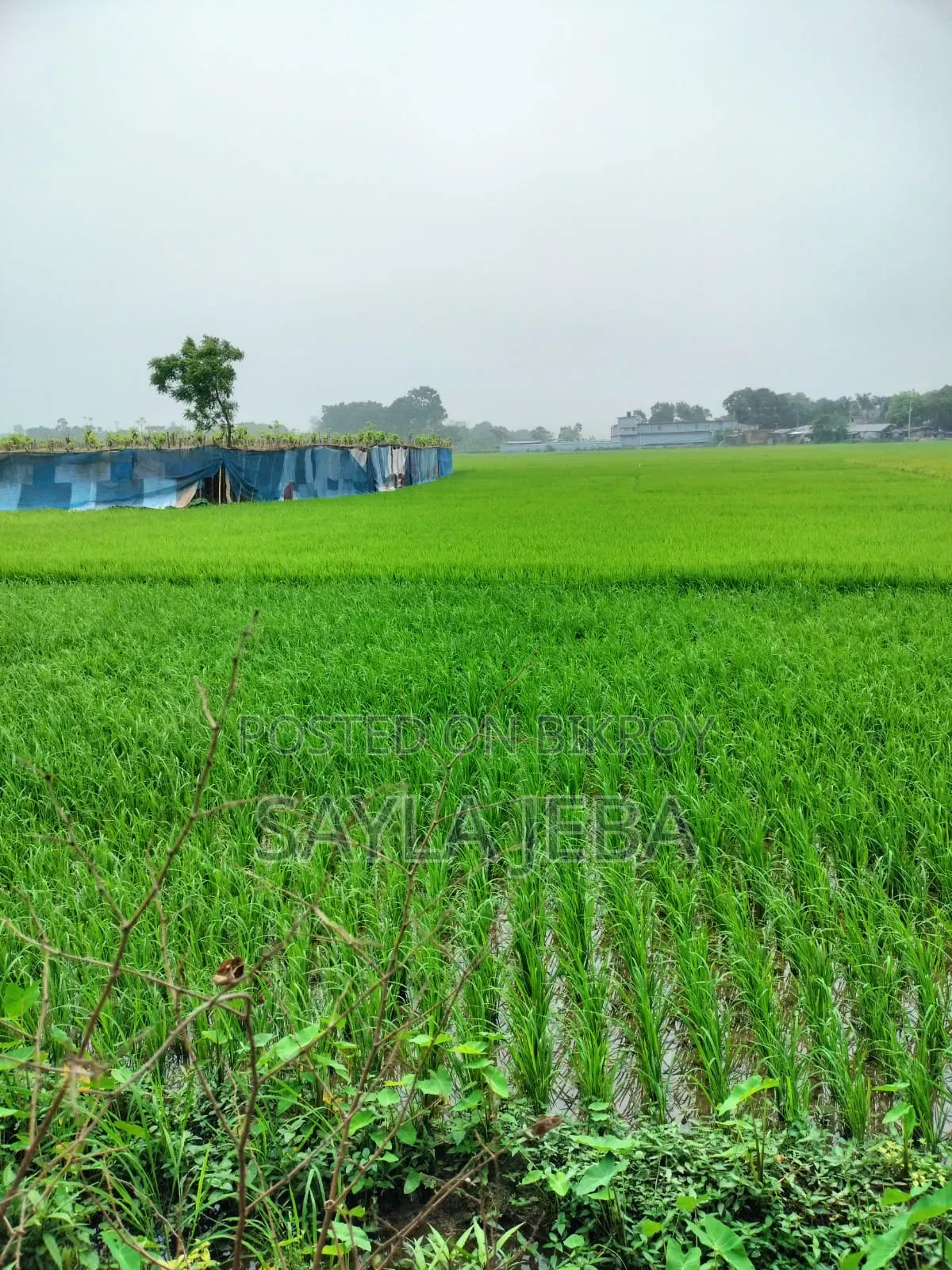 ধানি উর্বর জমি