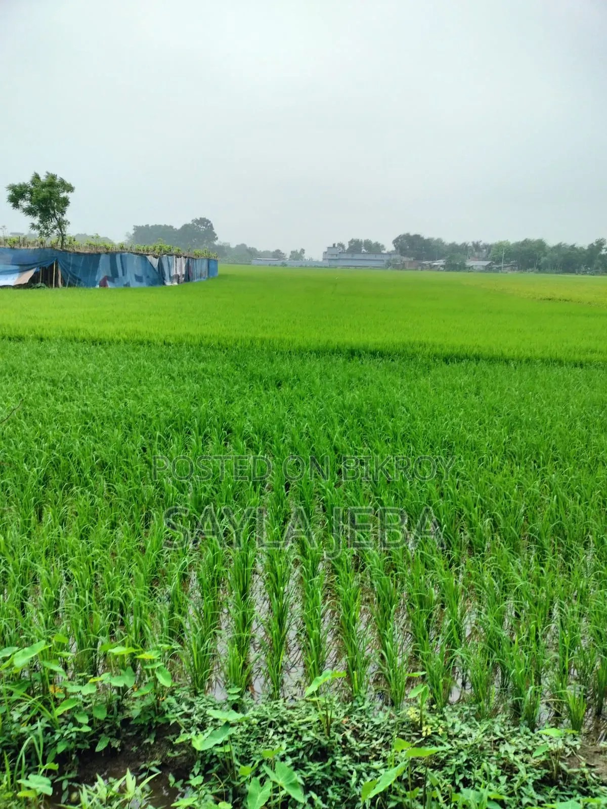 ধানি উর্বর জমি