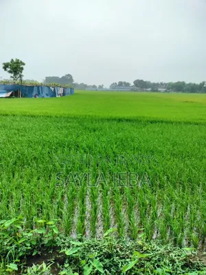 ধানি উর্বর জমি