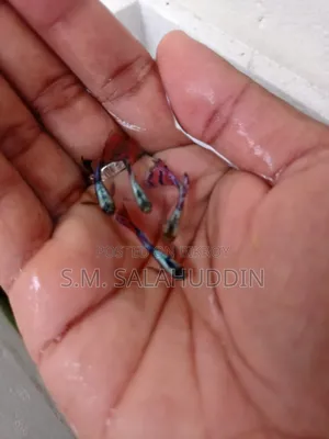 গাপ্পি মাছ