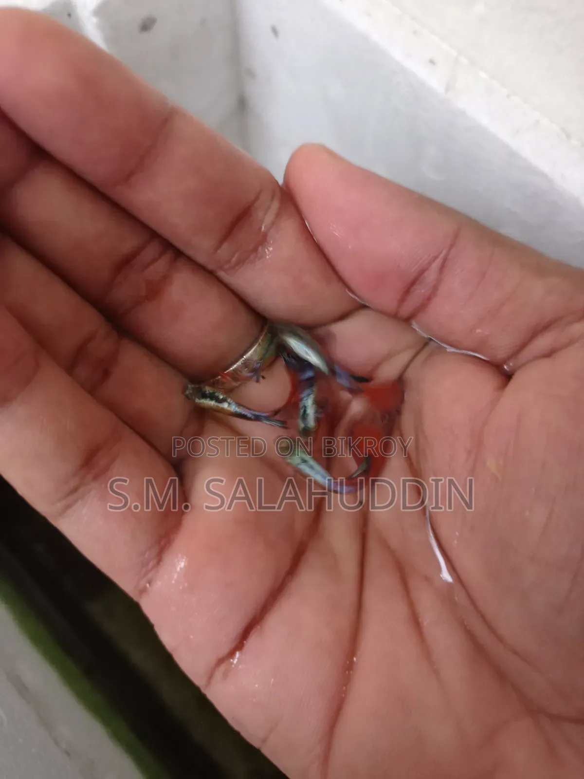 গাপ্পি মাছ