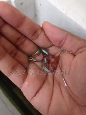 গাপ্পি মাছ