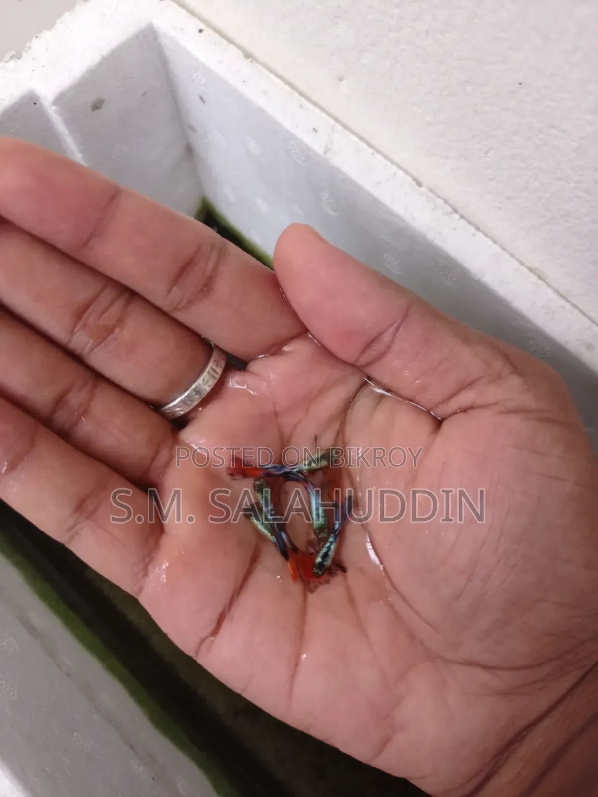 গাপ্পি মাছ